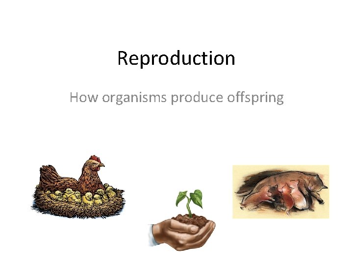 Reproduction How organisms produce offspring 