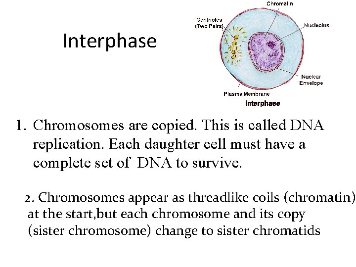 Interphase 1. Chromosomes are copied. This is called DNA replication. Each daughter cell must