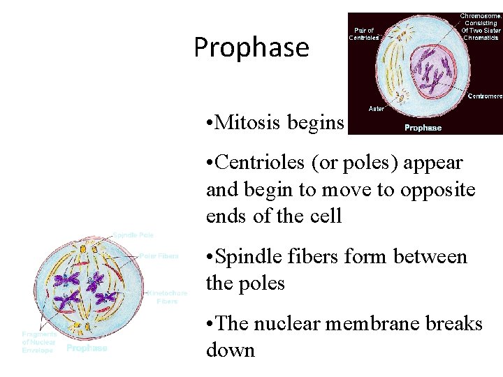 Prophase • Mitosis begins • Centrioles (or poles) appear and begin to move to