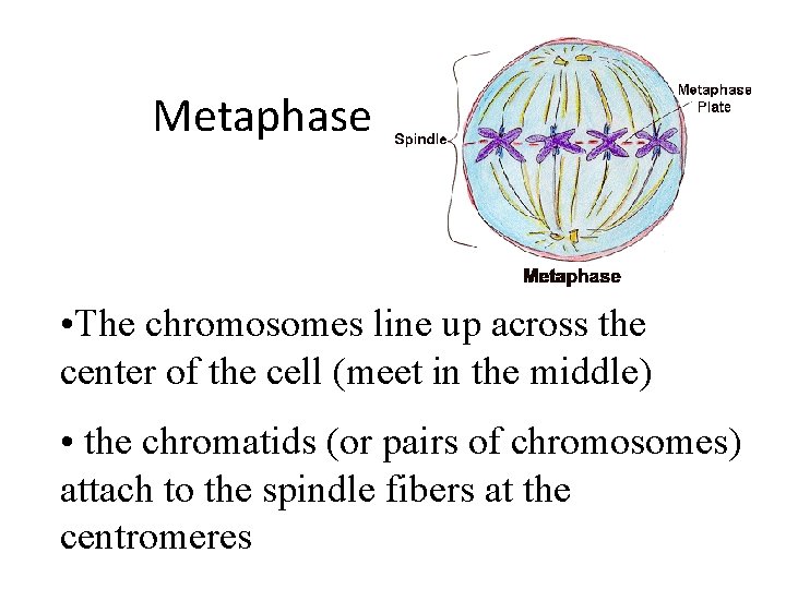Metaphase • The chromosomes line up across the center of the cell (meet in