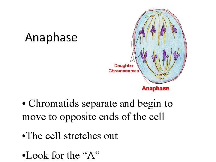 Anaphase • Chromatids separate and begin to move to opposite ends of the cell