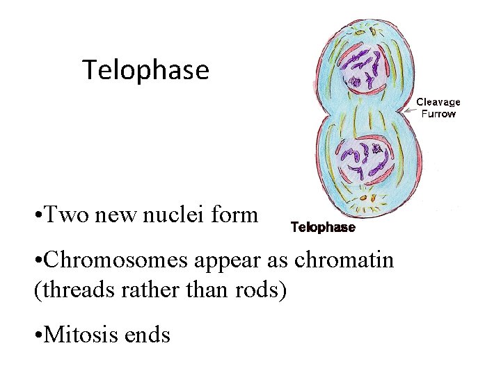 Telophase • Two new nuclei form • Chromosomes appear as chromatin (threads rather than