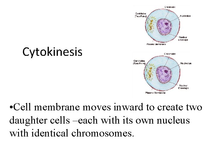 Cytokinesis • Cell membrane moves inward to create two daughter cells –each with its