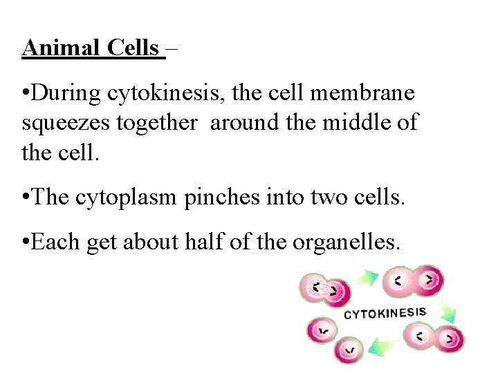 Animal Cells – • During cytokinesis, the cell membrane squeezes together around the middle