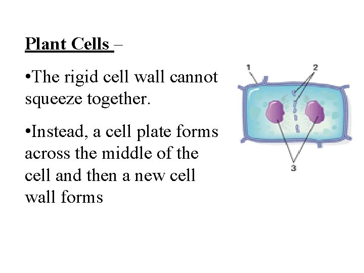 Plant Cells – • The rigid cell wall cannot squeeze together. • Instead, a
