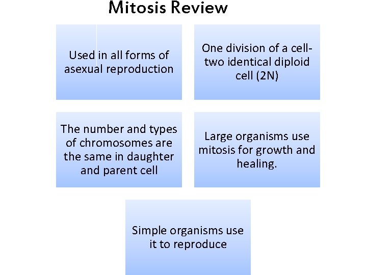 Mitosis Review Used in all forms of asexual reproduction One division of a celltwo