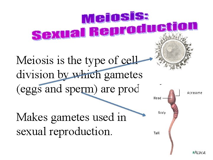 Meiosis is the type of cell division by which gametes (eggs and sperm) are