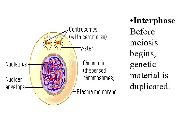  • Interphase Before meiosis begins, genetic material is duplicated. 