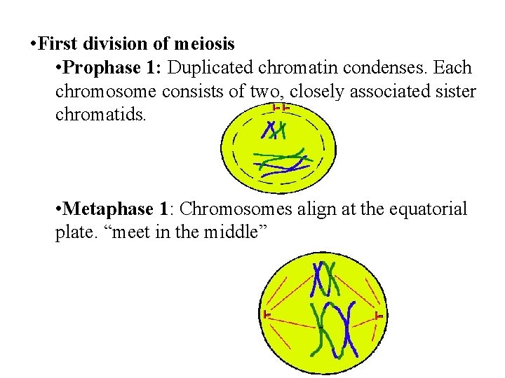  • First division of meiosis • Prophase 1: Duplicated chromatin condenses. Each chromosome