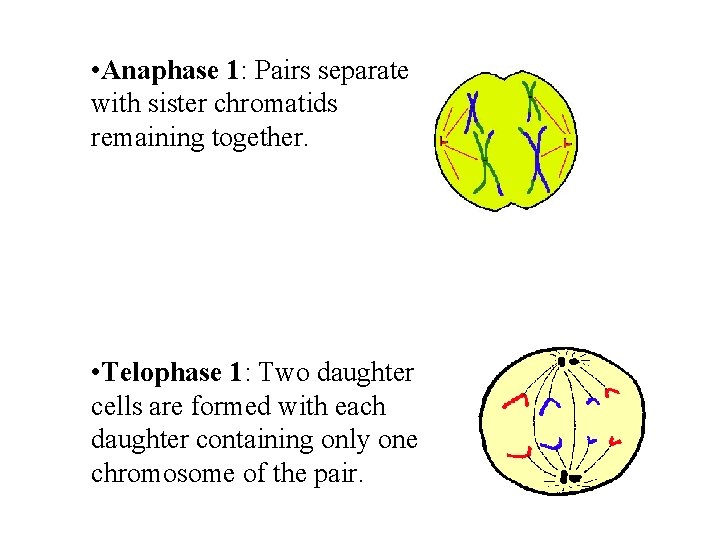  • Anaphase 1: Pairs separate with sister chromatids remaining together. • Telophase 1: