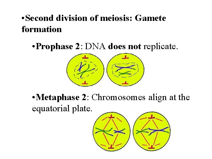  • Second division of meiosis: Gamete formation • Prophase 2: DNA does not