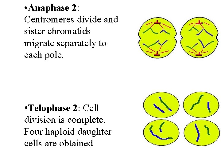  • Anaphase 2: Centromeres divide and sister chromatids migrate separately to each pole.