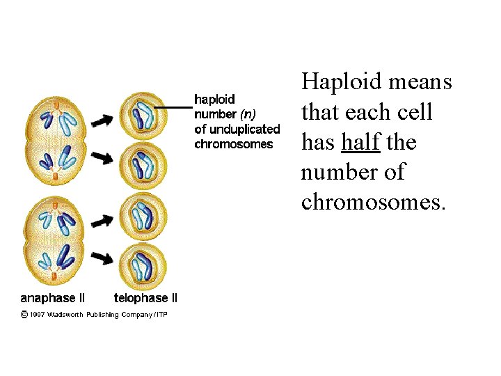 Haploid means that each cell has half the number of chromosomes. 