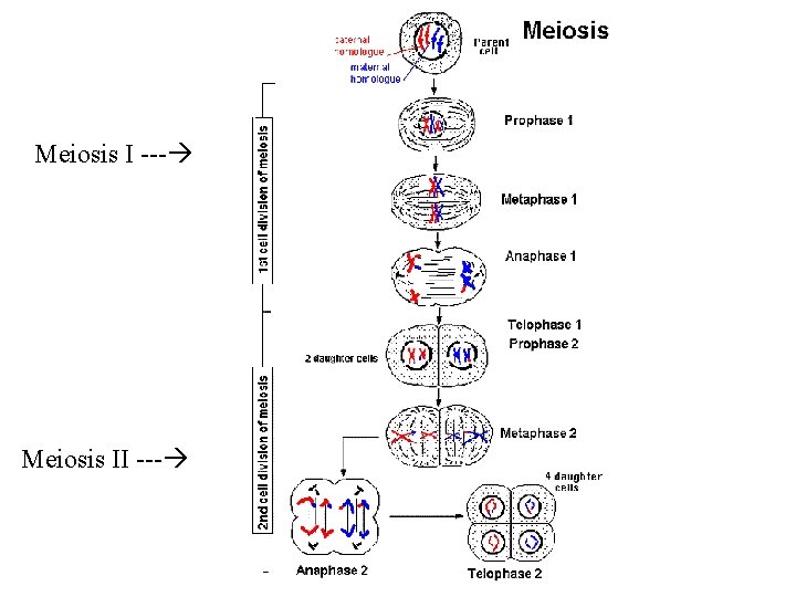 Meiosis I --- Meiosis II --- 