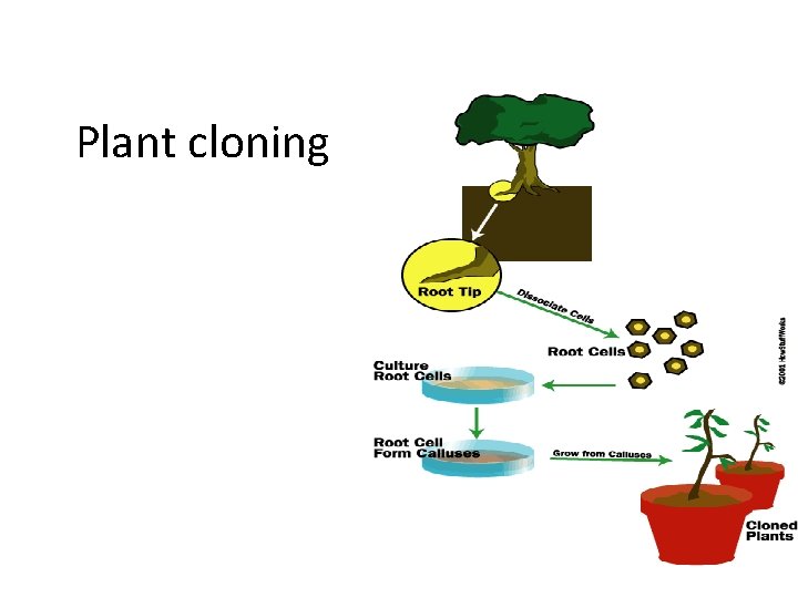 Plant cloning 