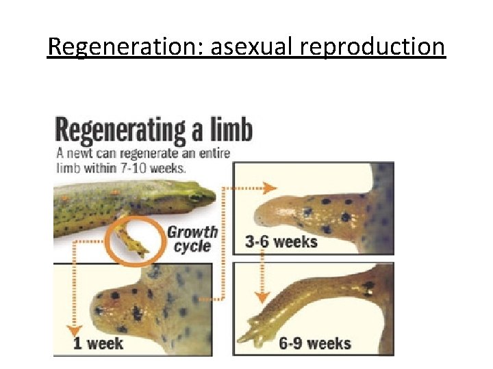 Regeneration: asexual reproduction 