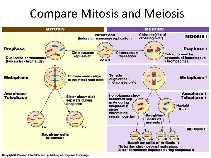 Compare Mitosis and Meiosis 