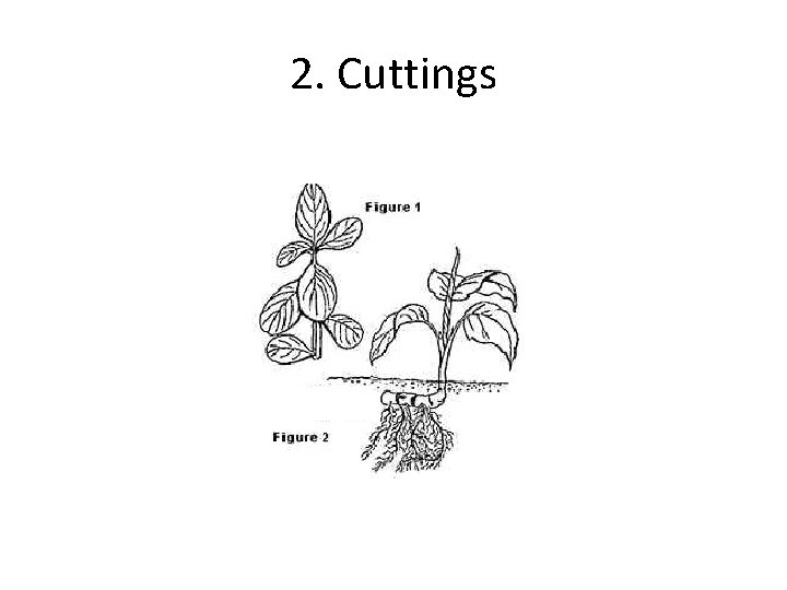 2. Cuttings 