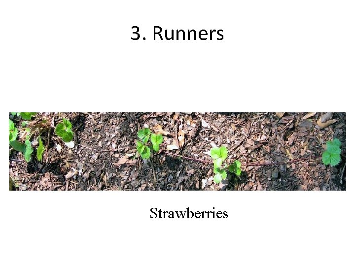3. Runners Strawberries 