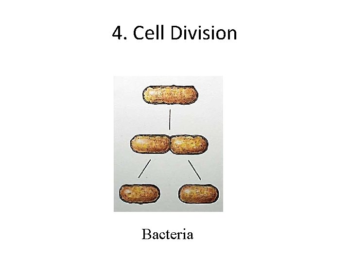4. Cell Division Bacteria 