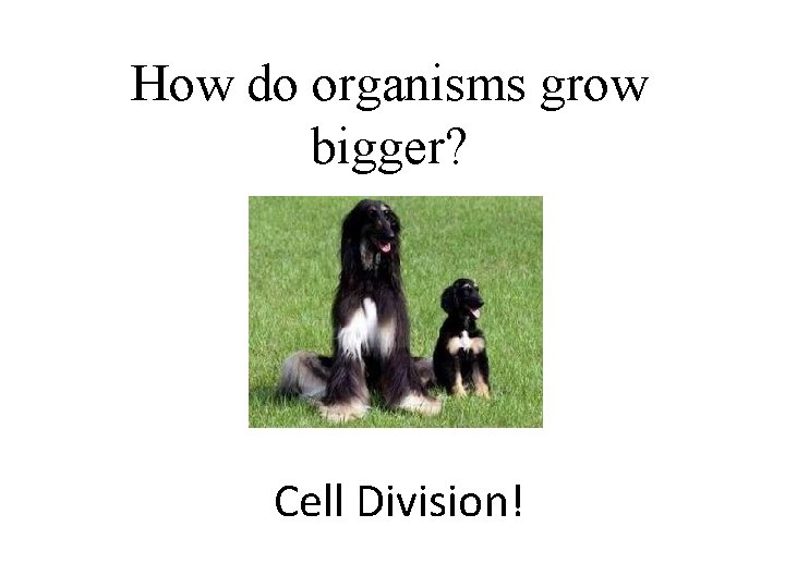 How do organisms grow bigger? Cell Division! 