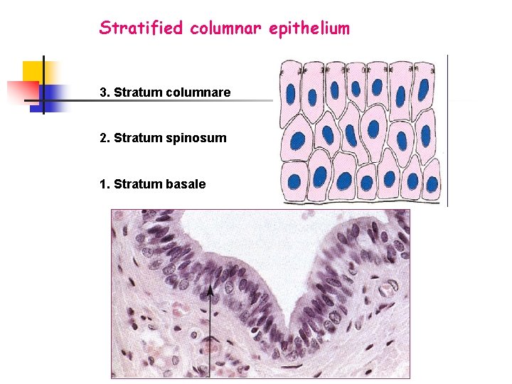 Stratified columnar epithelium 3. Stratum columnare 2. Stratum spinosum 1. Stratum basale 