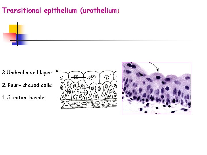 Transitional epithelium (urothelium) 3. Umbrella cell layer 2. Pear- shaped cells 1. Stratum basale