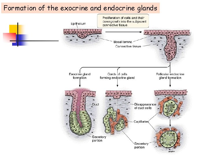Formation of the exocrine and endocrine glands 