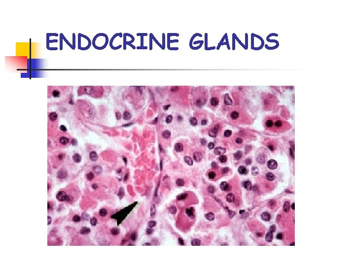 ENDOCRINE GLANDS 
