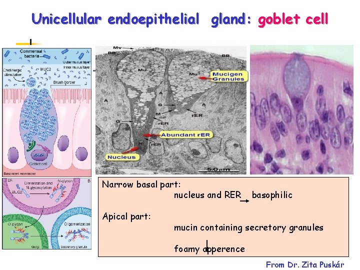 Unicellular endoepithelial gland: goblet cell Narrow basal part: nucleus and RER Apical part: basophilic