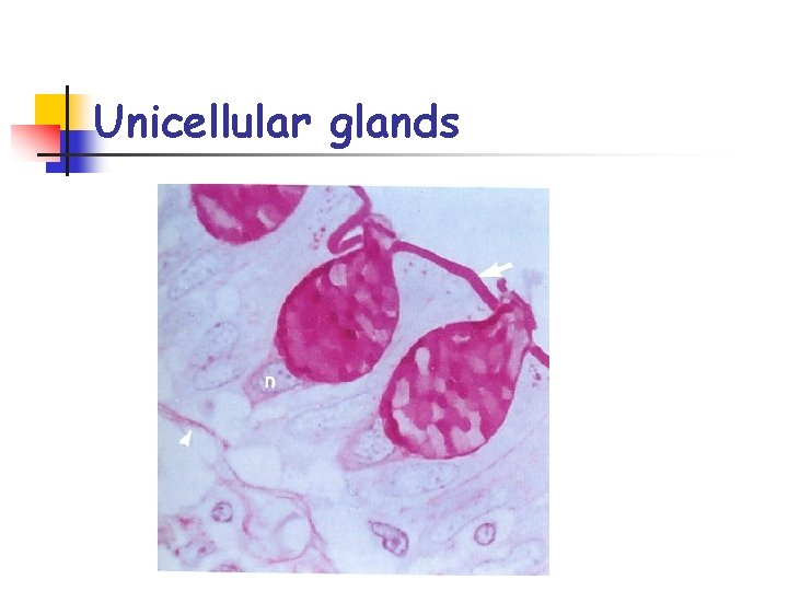 Unicellular glands 