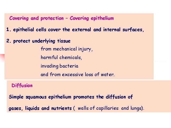 Covering and protection – Covering epithelium 1. epithelial cells cover the external and internal