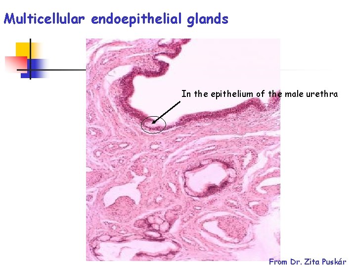 Multicellular endoepithelial glands In the epithelium of the male urethra From Dr. Zita Puskár