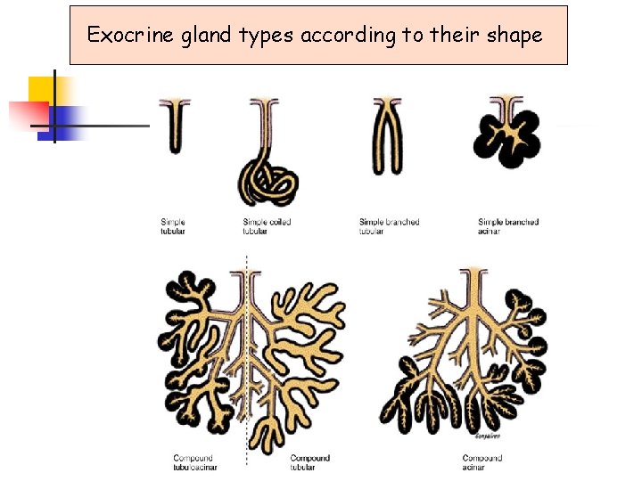 Exocrine gland types according to their shape 