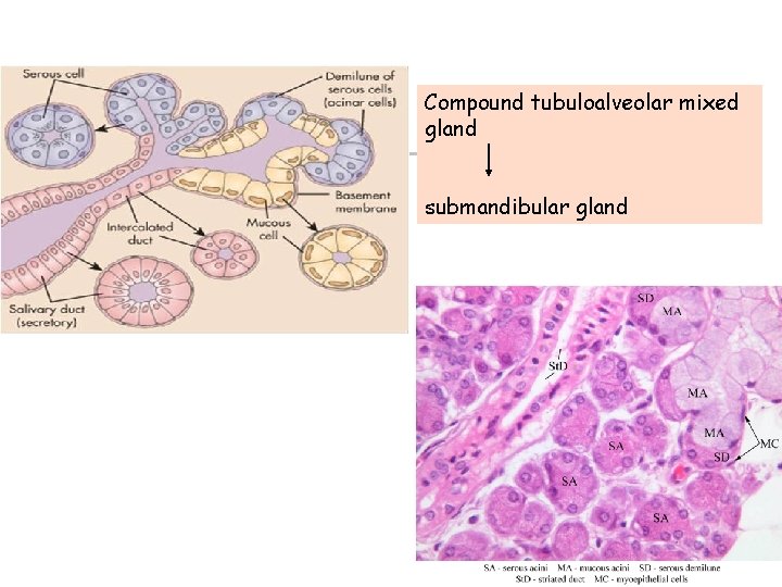Compound tubuloalveolar mixed gland submandibular gland 