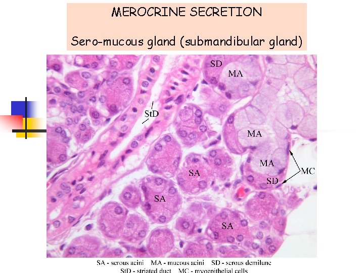 MEROCRINE SECRETION Sero-mucous gland (submandibular gland) 