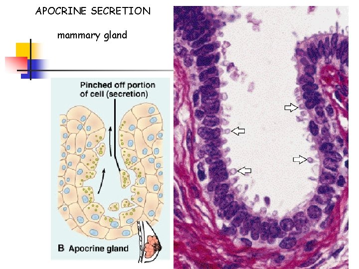 APOCRINE SECRETION mammary gland 