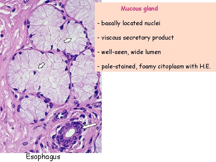 Mucous gland - basally located nuclei - viscous secretory product - well-seen, wide lumen