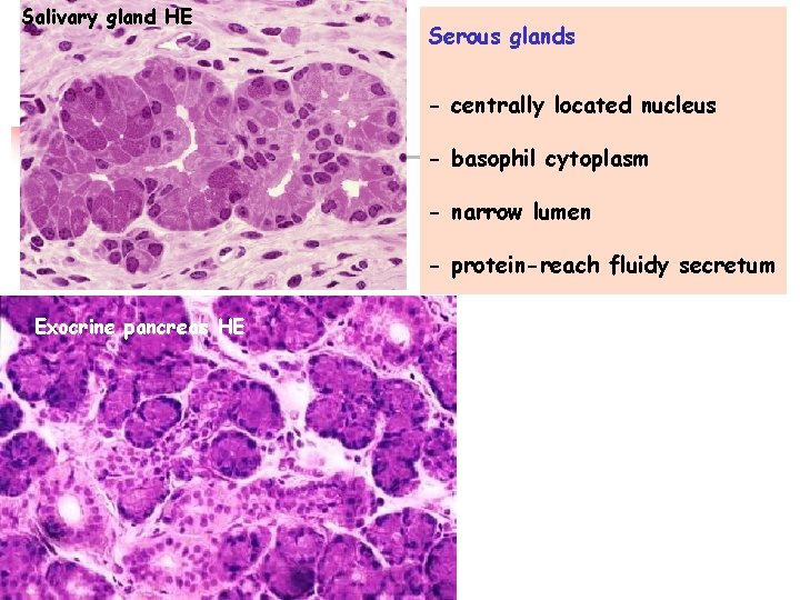 Salivary gland HE Serous glands - centrally located nucleus - basophil cytoplasm - narrow