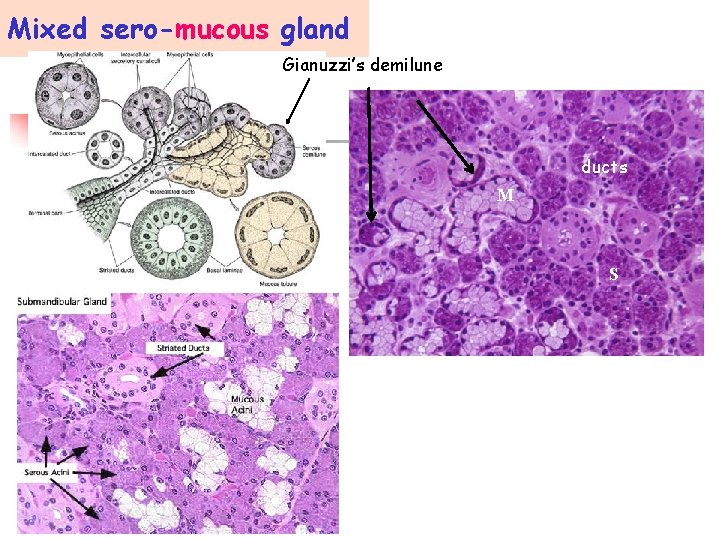 Mixed sero-mucous gland Gianuzzi’s demilune ducts M S 