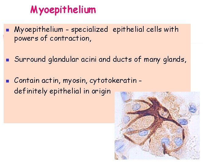 Myoepithelium n n n Myoepithelium - specialized epithelial cells with powers of contraction, Surround