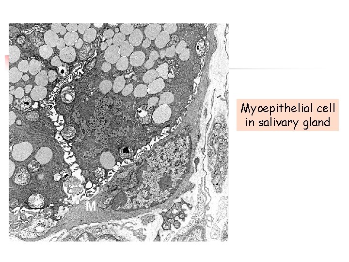 Myoepithelial cell in salivary gland 