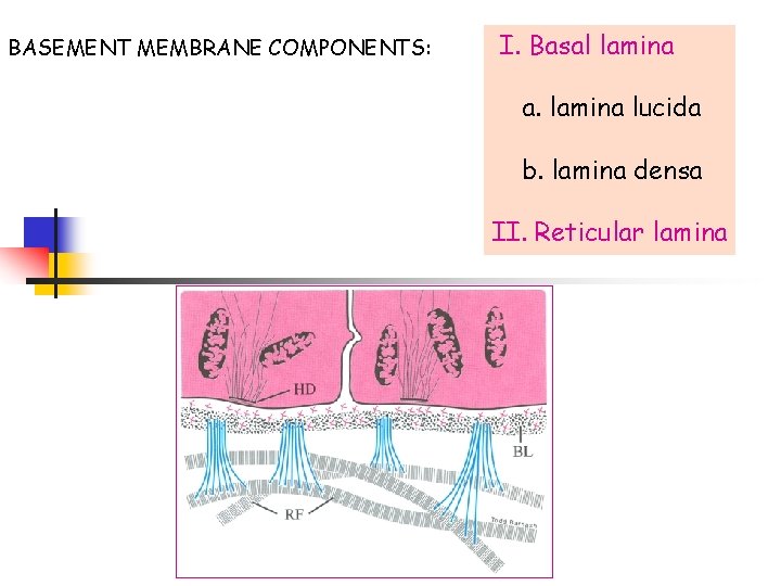 BASEMENT MEMBRANE COMPONENTS: I. Basal lamina a. lamina lucida b. lamina densa II. Reticular