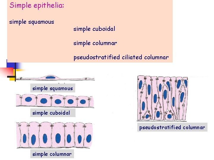 Simple epithelia: simple squamous simple cuboidal simple columnar pseudostratified ciliated columnar simple squamous simple