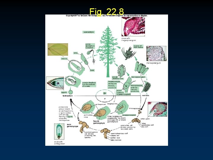 Fig. 22. 8 Fig. 22. 8