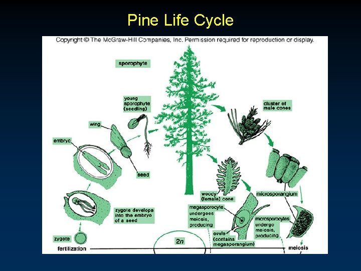 Pine Life Cycle Pine Life Cycle