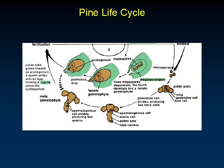 Pine Life Cycle Pine Life Cycle