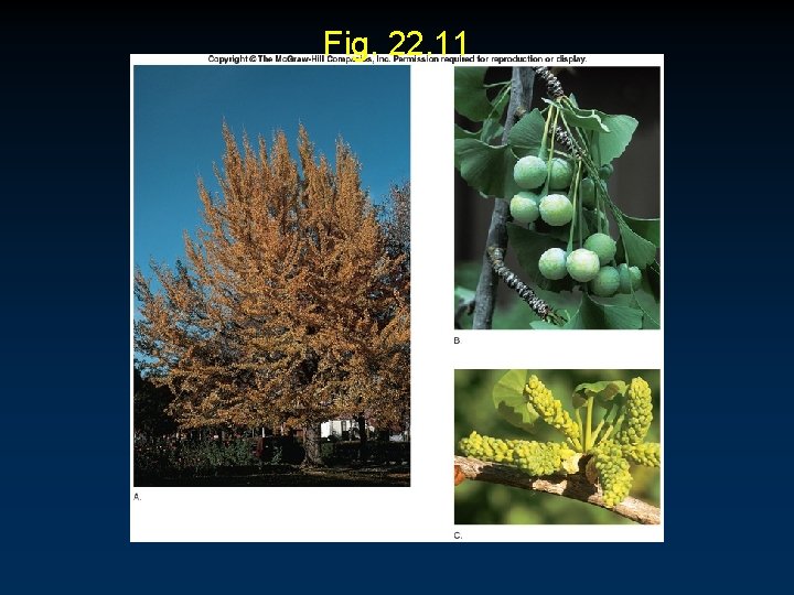 Fig. 22. 11 Fig. 22. 11