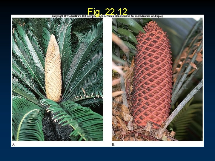 Fig. 22. 12 Fig. 22. 12