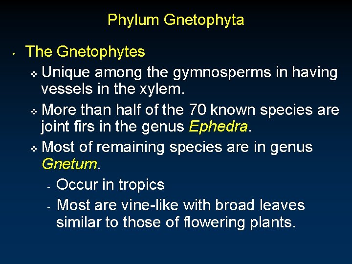 Phylum Gnetophyta • The Gnetophytes v Unique among the gymnosperms in having vessels in Phylum Gnetophyta • The Gnetophytes v Unique among the gymnosperms in having vessels in